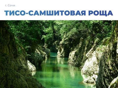 Тисо-самшитовая роща в Сочи