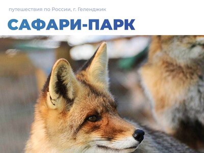 Сафари-парк в Геленджике: естественная среда обитания для животных