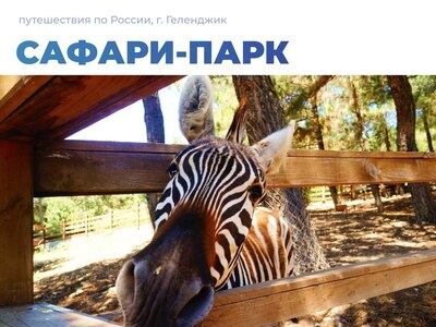 Сафари-парк в Геленджике: естественная среда обитания для животных